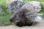 Indian crested porcupine