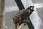 Moustached tamarin