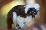 Cotton-top tamarin