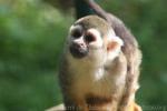 Guianan squirrel monkey