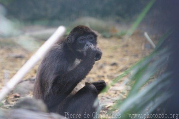 White-bellied spider monkey *