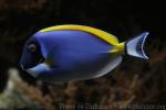 Powderblue surgeonfish