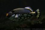 Clown triggerfish