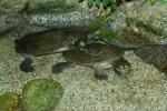 Parker’s snake-necked turtle