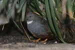 Asian blue quail