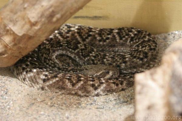 Western diamondback rattlesnake