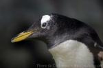 Gentoo penguin