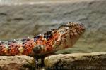 Chinese crocodile lizard