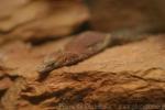 Pilbara rock monitor