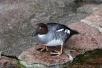 Common goldeneye