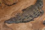 Nile crocodile