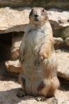 Black-tailed prairie dog