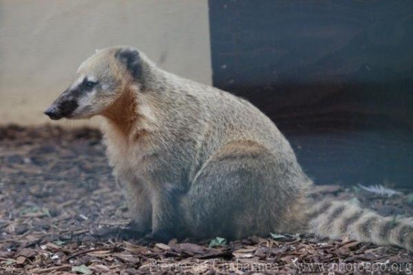 South American coati