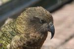 Kea