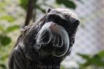 Emperor tamarin