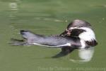 Humboldt's penguin