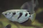 Seven-spot archerfish