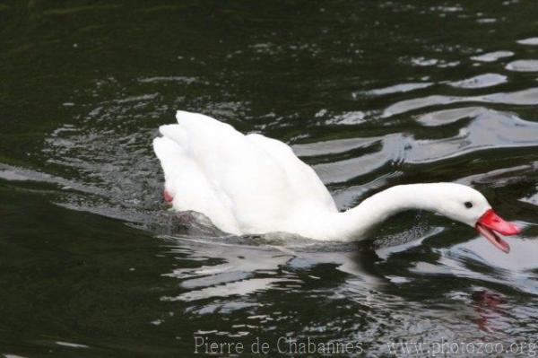 Coscoroba swan