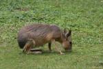 Patagonian mara