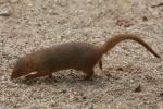 Common dwarf mongoose