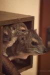 Bush hyrax