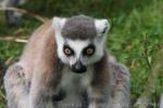 Ring-tailed lemur