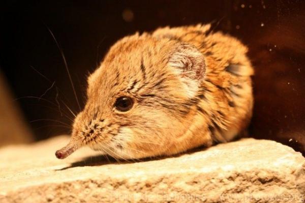 Short-eared elephant-shrew