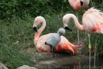 Chilean flamingo