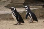 Magellanic penguin