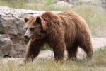 European brown bear