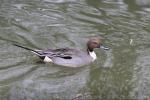 Northern pintail