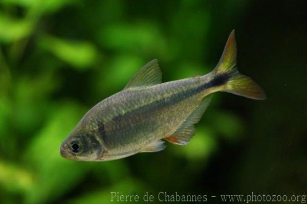 Mexican tetra