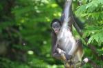 Variegated spider monkey