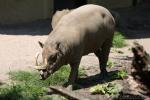 Sulawesi babirusa