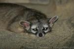 Ringtail