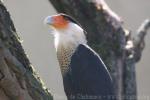 Crested caracara