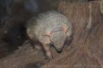 Large hairy armadillo