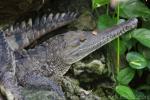 Australian freshwater crocodile