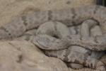 Banded rock rattlesnake