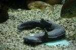 Eastern hellbender