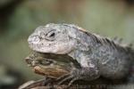 Utila spiny-tailed iguana