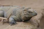 Rhinoceros iguana