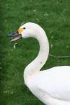 Whooper swan