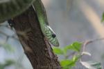 Western green mamba