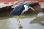 Pied heron