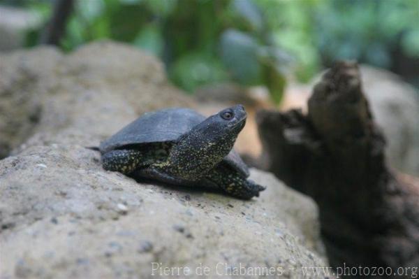 European pond turtle