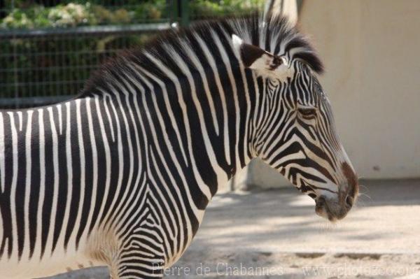 Grévy's zebra