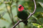 Red-throated parrotfinch