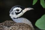 White-bellied bustard