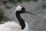 Red-crowned crane